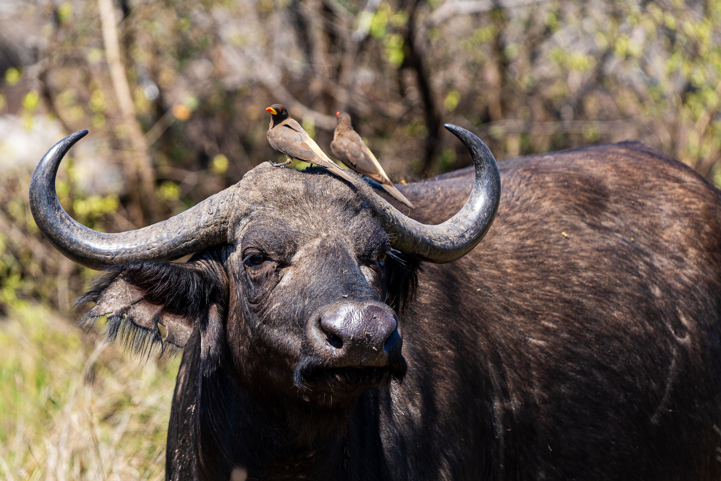 20231004 102045 Fotobuch Südafrika 04615